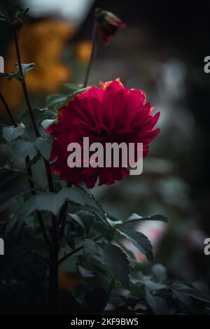 natura, città, macro, fotografia Foto Stock