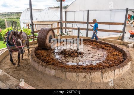 Un cavallo che tira la ruota di pietra per schiacciare i cuori di agave arrostiti in una distilleria di mezcal artigianale nella valle di Oaxaca, Messico. Queste piccole famiglie Foto Stock