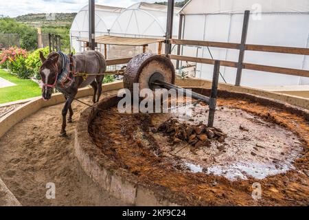 Un cavallo che tira una ruota di pietra per schiacciare i cuori di agave arrostiti in una distilleria di mezcal artigianale nella valle di Oaxaca, Messico. Questi piccoli autobus per famiglie Foto Stock