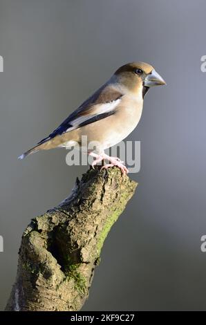 Beccogrosso Foto Stock