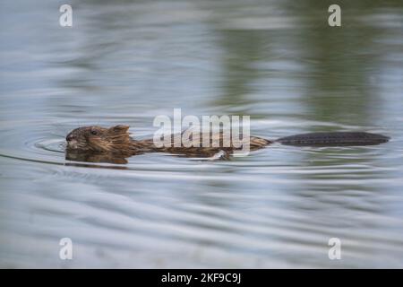 Nuoto Muskrat Foto Stock