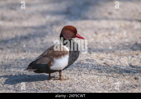 anatra marmorizzata Foto Stock