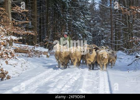 gregge di pecore Foto Stock