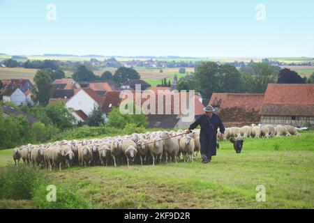 gregge di pecore Foto Stock