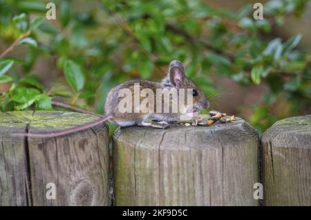 vole comune Foto Stock