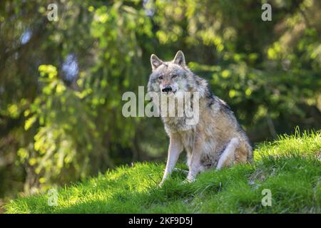 Eurasian graywolf Foto Stock