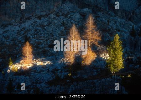 Alberi illuminati da raggi di sole sulle montagne alpine al tramonto Foto Stock