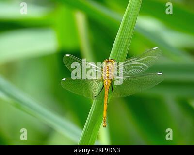Un fuoco poco profondo del dragonfly più darter comune si è sistemato con le ali di outspread su una foglia verde della pianta Foto Stock