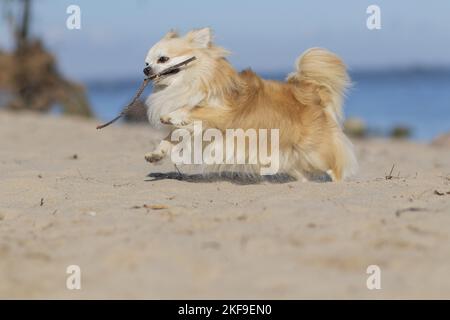 Esecuzione di Chihuahua Foto Stock