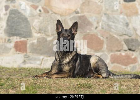 Giacente Pastore Tedesco Foto Stock
