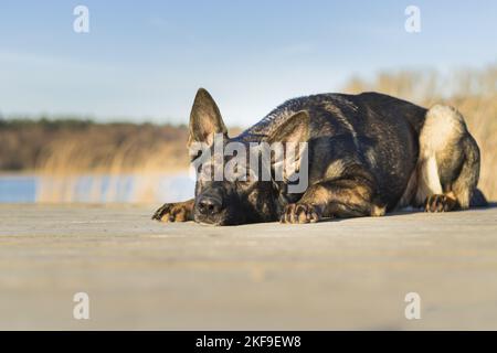 Giacente Pastore Tedesco Foto Stock