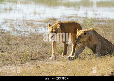 2 Lionesse, Panthera leo, camminano insieme lungo il fiume Chobe. Parco Nazionale di Chobe, Botswana, Africa Foto Stock