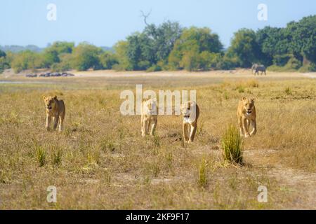 4 Lionesse, Panthera leo, camminano insieme in linea verso la telecamera. Vista frontale delle facce dell'animale. Parco Nazionale di Chobe, Botswana, Africa Foto Stock