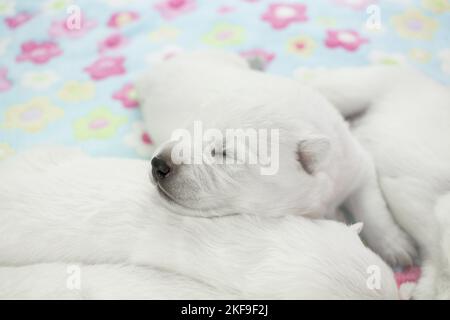 Cucciolo di pastore svizzero bianco Foto Stock