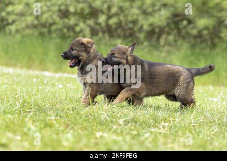 GDR Shepherd Puppies in esecuzione Foto Stock