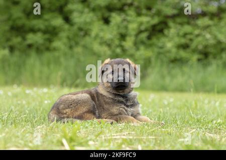 GDR Shepherd Puppy Foto Stock