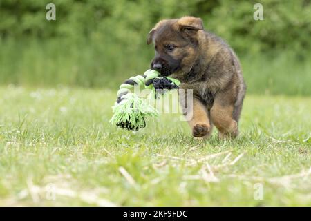GDR Shepherd Puppy in esecuzione Foto Stock
