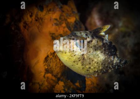 Bella pesce trignone colorato che nuota sopra la barriera corallina sana nell'Oceano pacifico Foto Stock