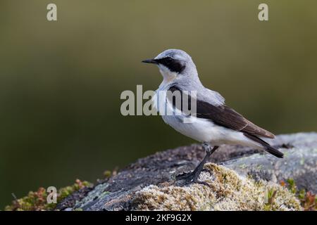 Steinschmätzer, Stein-Schmätzer, Männchen, Oenanthe enanthe, Wheatear settentrionale, Wheatear, maschio, Traquet motteux Foto Stock