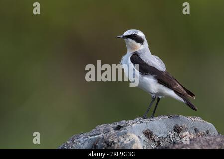 Steinschmätzer, Stein-Schmätzer, Männchen, Oenanthe enanthe, Wheatear settentrionale, Wheatear, maschio, Traquet motteux Foto Stock