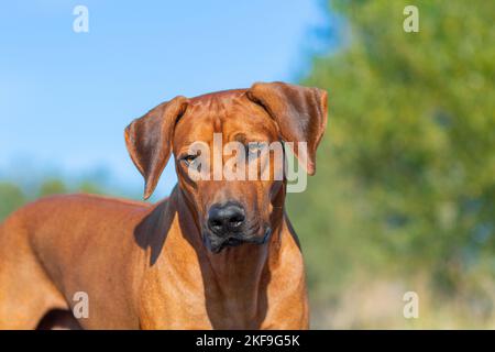 Ridgeback rhodesiano ritratto Foto Stock