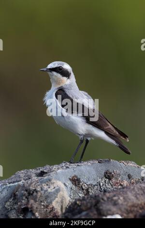 Steinschmätzer, Stein-Schmätzer, Männchen, Oenanthe enanthe, Wheatear settentrionale, Wheatear, maschio, Traquet motteux Foto Stock