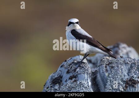 Steinschmätzer, Stein-Schmätzer, Männchen, Oenanthe enanthe, Wheatear settentrionale, Wheatear, maschio, Traquet motteux Foto Stock