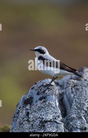 Steinschmätzer, Stein-Schmätzer, Männchen, Oenanthe enanthe, Wheatear settentrionale, Wheatear, maschio, Traquet motteux Foto Stock