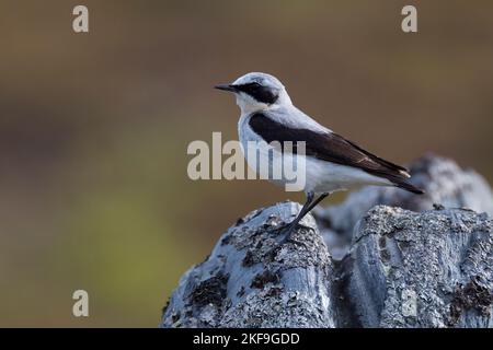 Steinschmätzer, Stein-Schmätzer, Männchen, Oenanthe enanthe, Wheatear settentrionale, Wheatear, maschio, Traquet motteux Foto Stock
