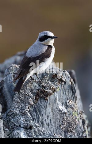 Steinschmätzer, Stein-Schmätzer, Männchen, Oenanthe enanthe, Wheatear settentrionale, Wheatear, maschio, Traquet motteux Foto Stock