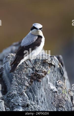 Steinschmätzer, Stein-Schmätzer, Männchen, Oenanthe enanthe, Wheatear settentrionale, Wheatear, maschio, Traquet motteux Foto Stock