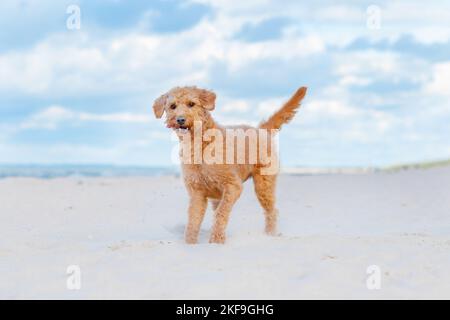 Labradoodle Foto Stock