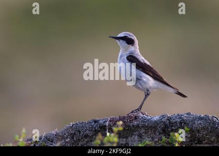 Steinschmätzer, Stein-Schmätzer, Männchen, Oenanthe enanthe, Wheatear settentrionale, Wheatear, maschio, Traquet motteux Foto Stock