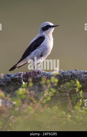 Steinschmätzer, Stein-Schmätzer, Männchen, Oenanthe enanthe, Wheatear settentrionale, Wheatear, maschio, Traquet motteux Foto Stock