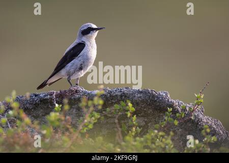 Steinschmätzer, Stein-Schmätzer, Männchen, Oenanthe enanthe, Wheatear settentrionale, Wheatear, maschio, Traquet motteux Foto Stock