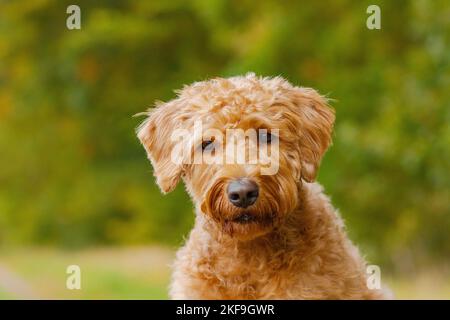 Labradoodle ritratto Foto Stock