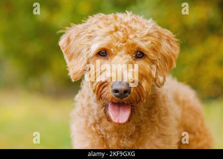 Labradoodle ritratto Foto Stock