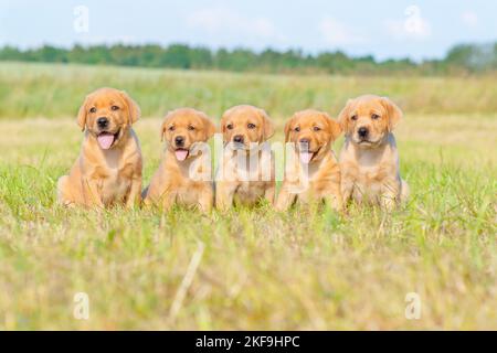 5 Labrador Retriever cuccioli Foto Stock