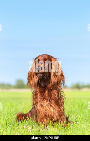 Giacente Irlandese Setter rosso Foto Stock