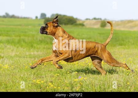 Pugile tedesco adulto Foto Stock