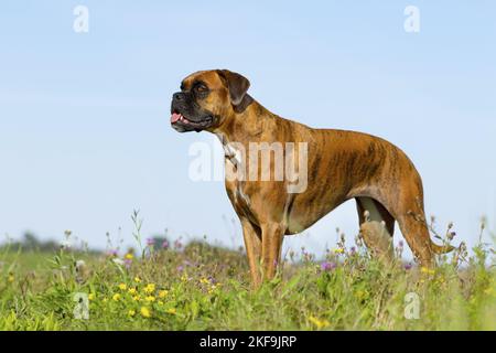 Pugile tedesco adulto Foto Stock