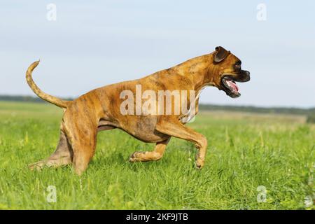 Pugile tedesco adulto Foto Stock