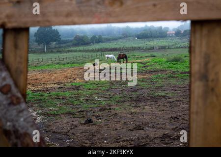 Vista ad un campo con due cavalli attraverso un intero di un quindi. Paesaggio mattutino di campagna foggy. Concetto di vita naturale. Telaio in legno. Sul lato opposto Foto Stock