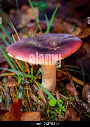 fuoco selettivo di un fungo di russula su un pavimento di foresta con sfondo sfocato Foto Stock