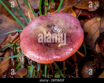 fuoco selettivo di un fungo di russula su un pavimento di foresta con sfondo sfocato Foto Stock