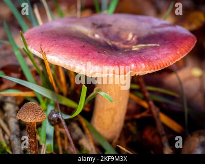 fuoco selettivo di un fungo di russula su un pavimento di foresta con sfondo sfocato Foto Stock