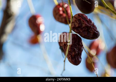 Primo piano di frutta di jujuba matura e rugosa, pronta per la raccolta, Ziziphus jujuba, chiamata data cinese o data rossa, dalla Dalmazia, Croazia Foto Stock