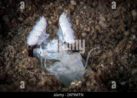 I gamberetti di mantis di spearing fuori dal bordo del relativo foro Foto Stock