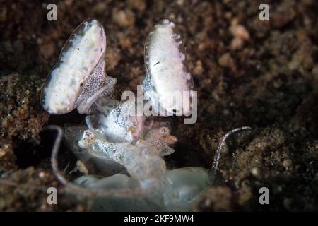 I gamberetti di mantis di spearing fuori dal bordo del relativo foro Foto Stock