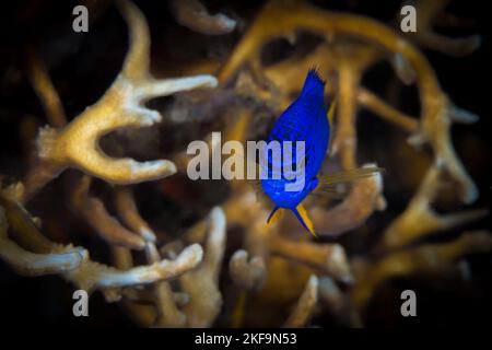 Coloratissime damsel che nuotano sopra la barriera corallina nell'Oceano pacifico Foto Stock